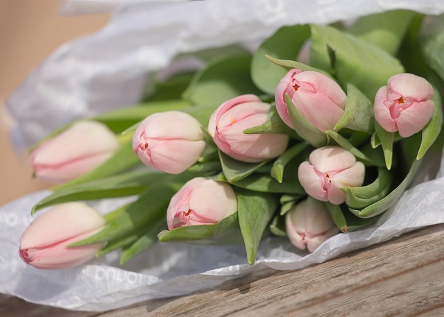 růžové tulipány