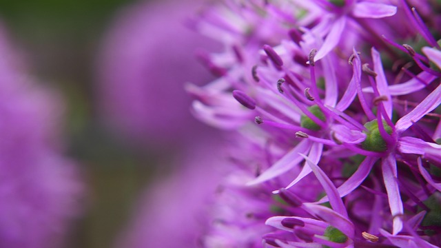 detail květu